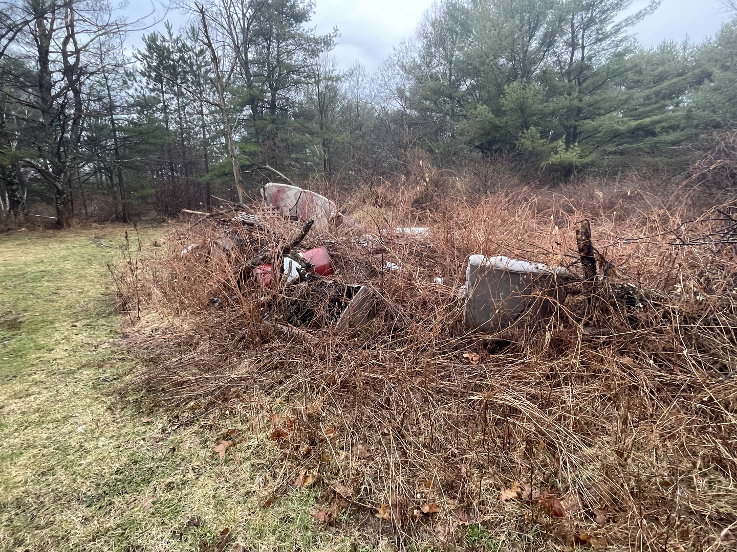 Overgrown property with debris and junk needing cleanup